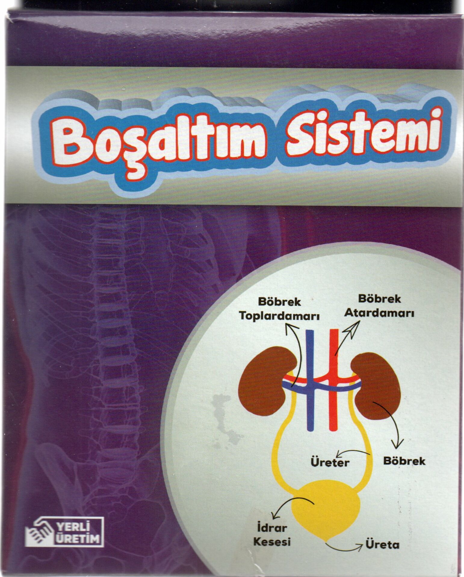 Bozkırlı Böbrek Boşaltım Sistemi Deney Seti