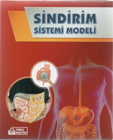 Bozkırlı Sindirim Sistemi Modeli Deney Seti